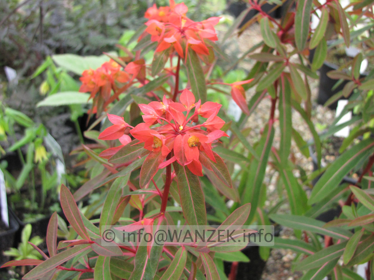 Euphorbia griffithii Fireglow1.JPG